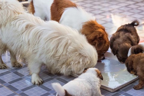 Có một thời muốn cưỡi 'giấc mơ' Dream thì nuôi chó Nhật