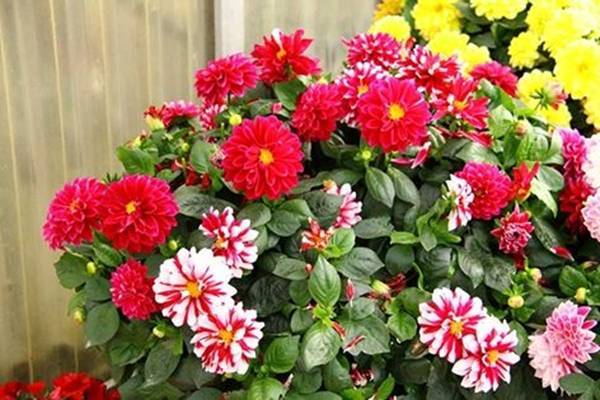 12 loại hoa rực rỡ bạn nên trồng trong nhà vào mùa hè