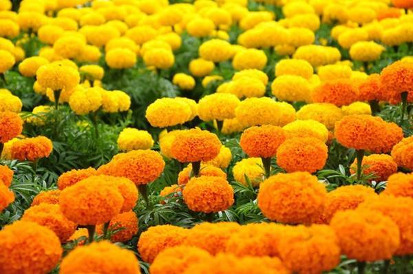 Đây là 12 loại hoa rực rỡ bạn nên trồng trong nhà vào mùa hè
