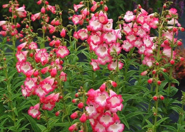 Đây là 12 loại hoa rực rỡ bạn nên trồng trong nhà vào mùa hè