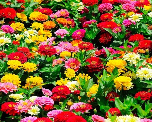 12 loại hoa rực rỡ bạn nên trồng trong nhà vào mùa hè