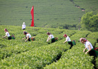 Sơn nữ hái chè trên thảo nguyên xanh