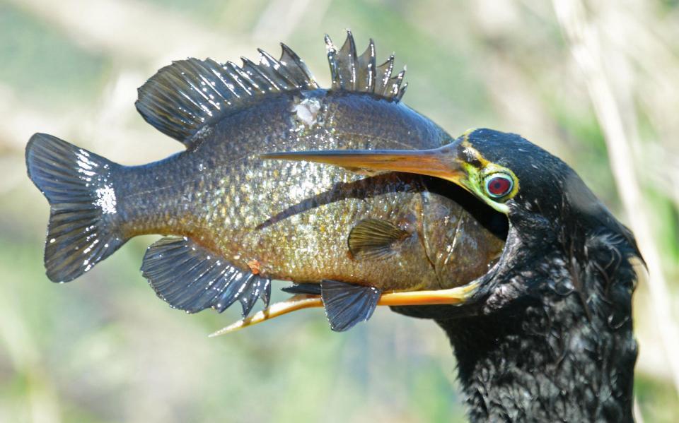 Chim cổ rắn nuốt chửng cá rô