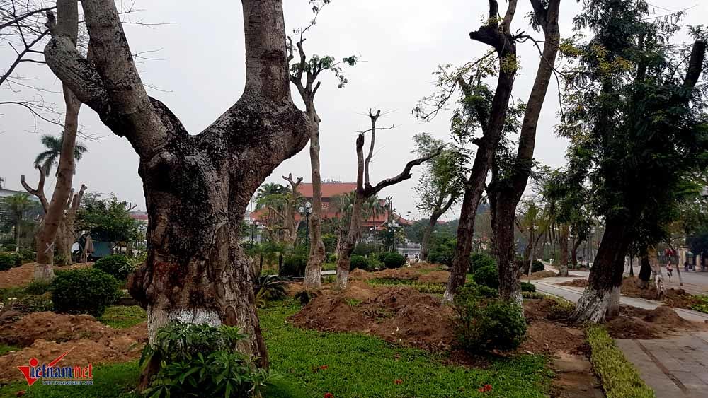 Thái Bình đột ngột di dời loạt cây cổ thụ trăm tuổi