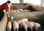 Kỷ lục 30 năm: 1kg thịt lợn không mua nổi cân táo Tàu