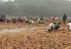 Phú Thọ: Dân đổ xô ra sông đãi tìm đá quý