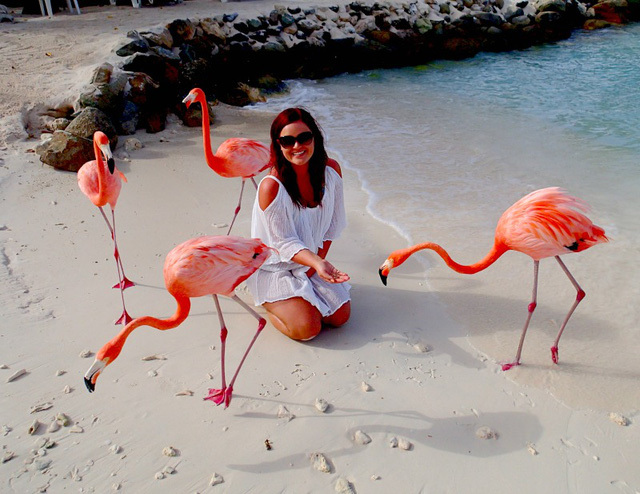 Bãi biển hút khách nhờ bầy chim hồng hạc thân thiện