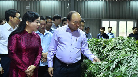 Thủ tướng: Y học cổ truyền là một kho báu