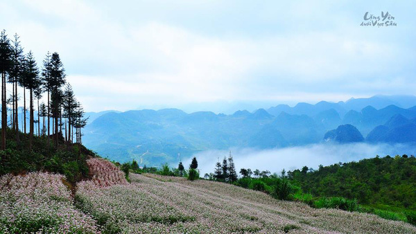 Tục cướp vợ người Mông vào văn và lên phim