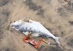 Phân tích mẫu cá chết trôi dạt vào biển Vũng Áng