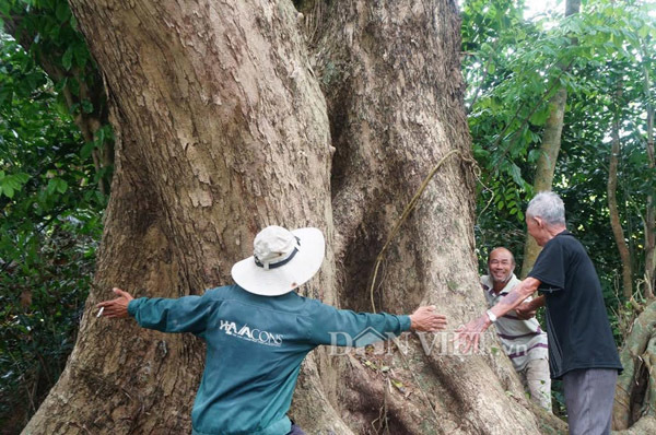 Cây sưa 300 tuổi ở Quảng Nam: Báu vật truyền đời quyết không bán