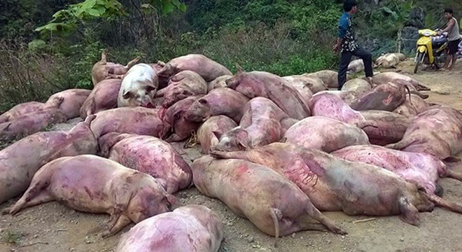 Cảnh báo lợn chết thành đặc sản, nhậu vui phế phẩm toàn cầu