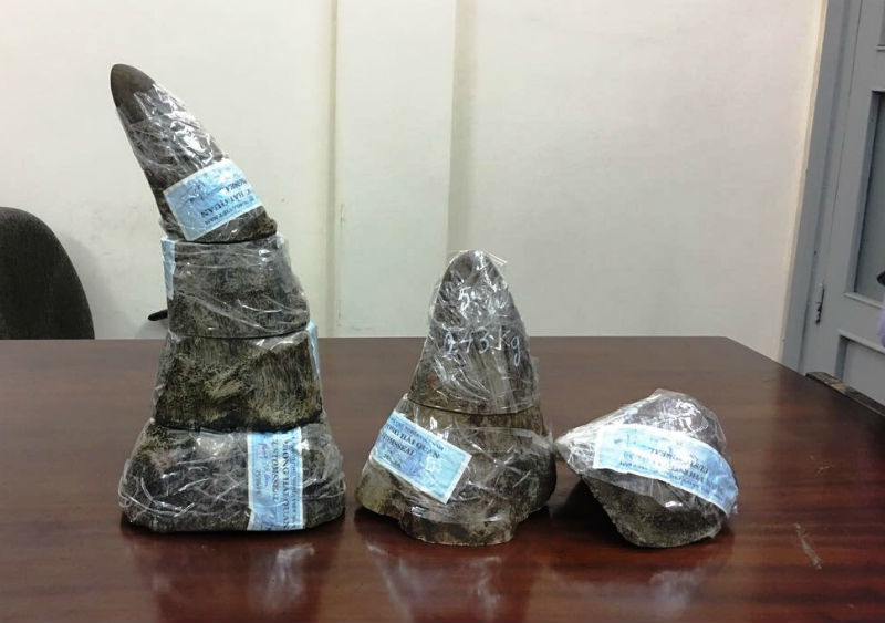 Phá vụ buôn sừng tê giác 'khủng' trị giá 6 tỷ qua đường hàng không