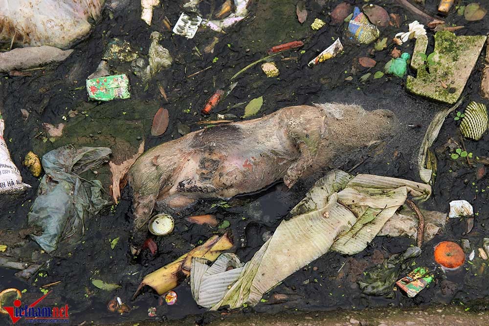 Khốn khổ vì xác lợn ngập tràn ngõ xóm