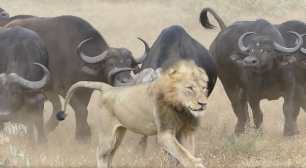 Bầy trâu đánh đuổi sư tử để giải cứu nghé con
