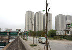 Hà Nội: Hàng loạt cây xanh trên 1 tuyến phố chết khô
