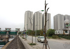 Hà Nội: Hàng loạt cây xanh trên 1 tuyến phố chết khô