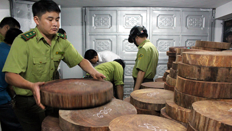 Hà Giang: Bắt giữ hơn 1.000 khúc gỗ nghiến dạng thớt