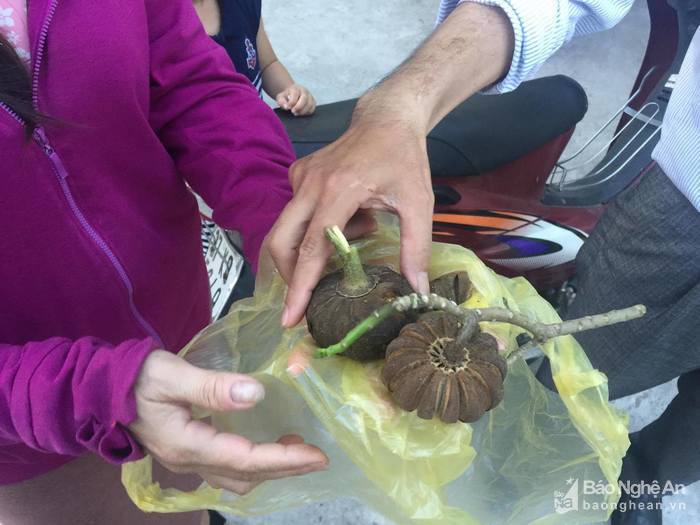 Ăn quả ngô đồng