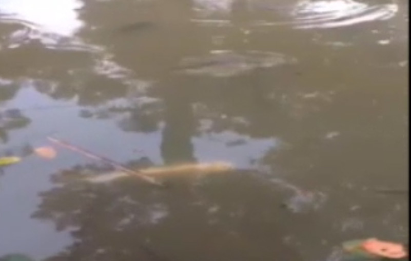 Huyền bí cặp cá tra bạch tạng 13 năm tuổi sống trong ngôi chùa cổ