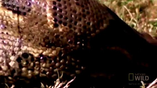 Xem trăn khổng lồ nuốt chửng linh dương từ góc quay kinh hãi