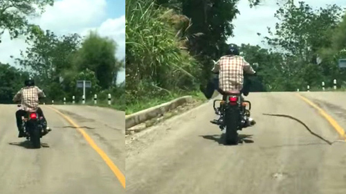 Rắn độc tung mình tấn công người đang đi xe máy