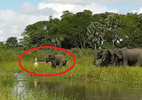 Bị cá sấu bất ngờ tấn công, đàn voi khiếp sợ kêu vang rừng