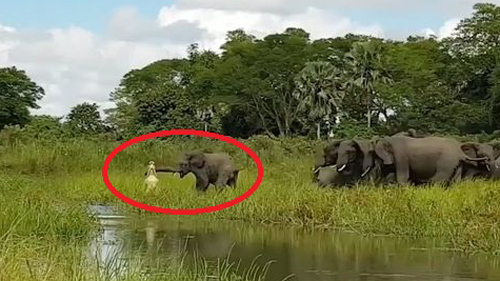Bị cá sấu bất ngờ tấn công, đàn voi khiếp sợ kêu vang rừng