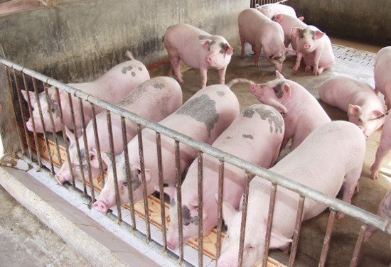 Giải cứu thịt lợn: Bộ trưởng kêu gọi văn hóa và trách nhiệm DN