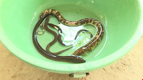 Bắt được con lươn có màu sắc kỳ lạ ở Vĩnh Long
