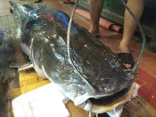 “Thủy quái” sông Mê Kông nặng 112kg xuất hiện ở Hà Nội