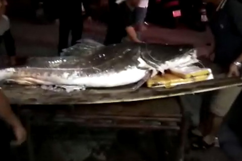 “Thủy quái” sông Mê Kông nặng 112kg xuất hiện ở Hà Nội