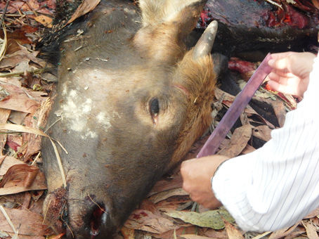 Hai cha con vướng lao lý khi dùng súng bắn chết bò tót