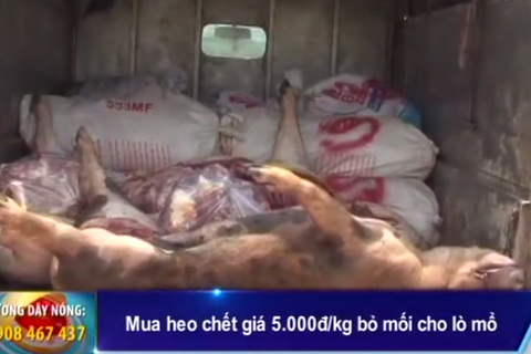 Thu mua lợn chết giá 5.000 đồng/kg bỏ mối cho lò mổ