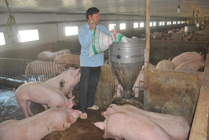 Hàng ngàn nông dân điêu đứng: Bộ Công Thương cấp bách giải cứu lợn