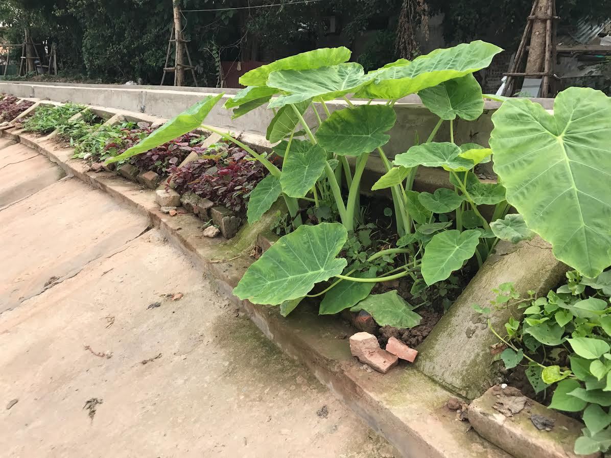 Khoét lỗ bê tông trồng rau: Hà thành sánh cùng Hà Giang