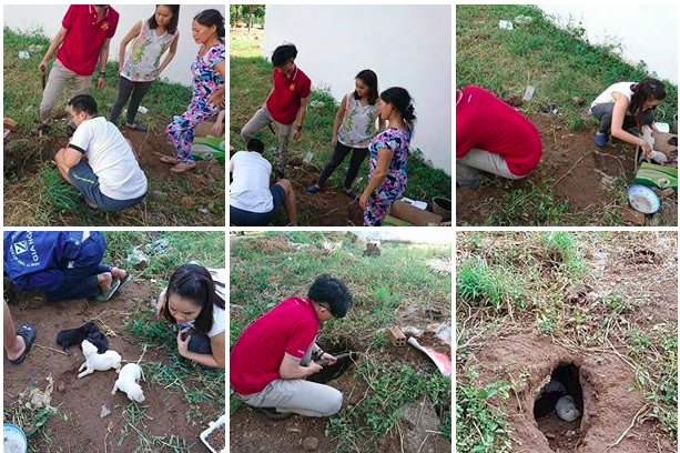 Hành động nhân văn của nhóm bạn trẻ giải cứu 9 chú chó hoang