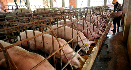 Họp họ, gặp mặt đồng hương giải cứu thịt lợn ở quê