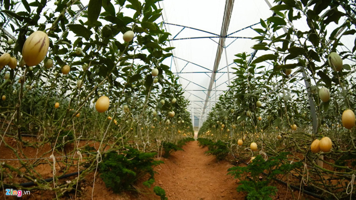 Trang trại dưa hấu tí hon 10 mùi ở Đà Lạt