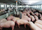 Hà Tĩnh đề nghị Formosa thu mua lợn giúp nông dân