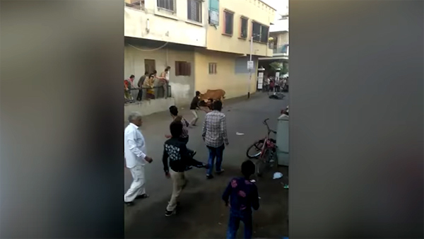 Người đàn ông bị bò điên tấn công giữa phố