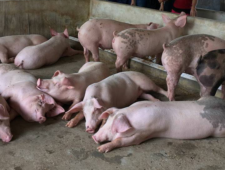Sau giảm giá kỷ lục, thịt lợn tăng 5.000 - 7.000 đồng/kg