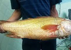Câu được cá nghi sủ vàng nặng hơn 7 kg trên biển Vũng Tàu