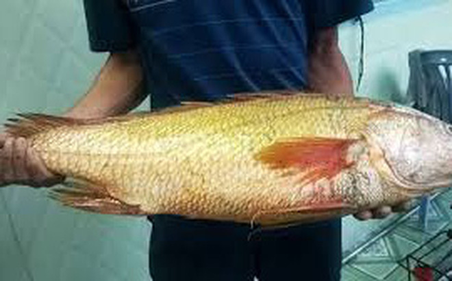 Câu được cá nghi sủ vàng nặng hơn 7 kg trên biển Vũng Tàu
