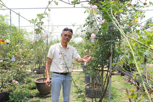Vườn hồng cổ 2 vạn gốc quý hiếm bậc nhất Hà Nội