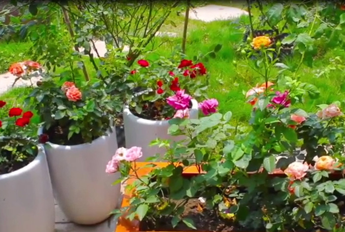 Vườn hồng cổ 2 vạn gốc quý hiếm bậc nhất Hà Nội