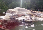 Xác quái vật khổng lồ bí hiểm trên bờ biển Indonesia