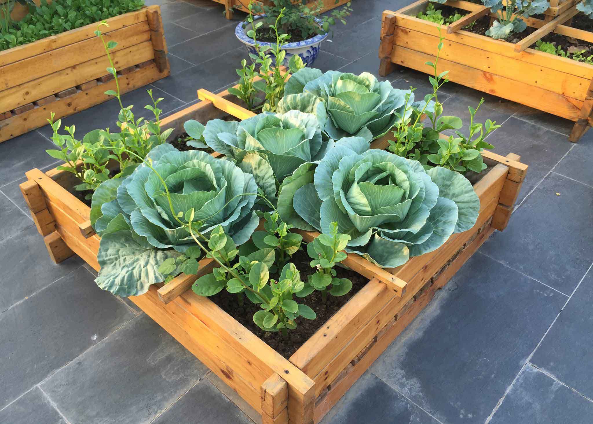 vườn rau sạch, trồng rau sạch, trồng rau trên sân thượng