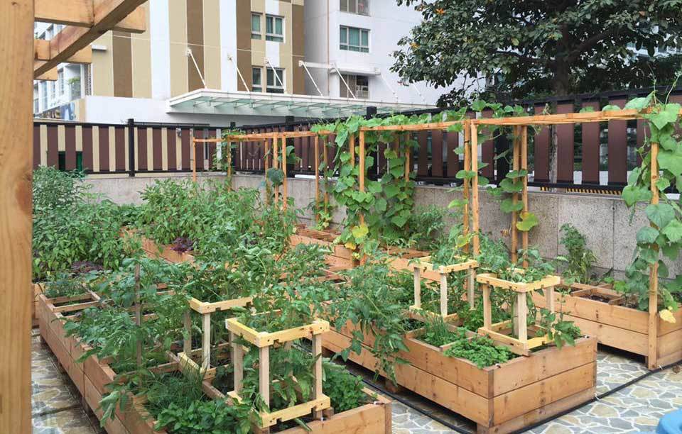 vườn rau sạch, trồng rau sạch, trồng rau trên sân thượng