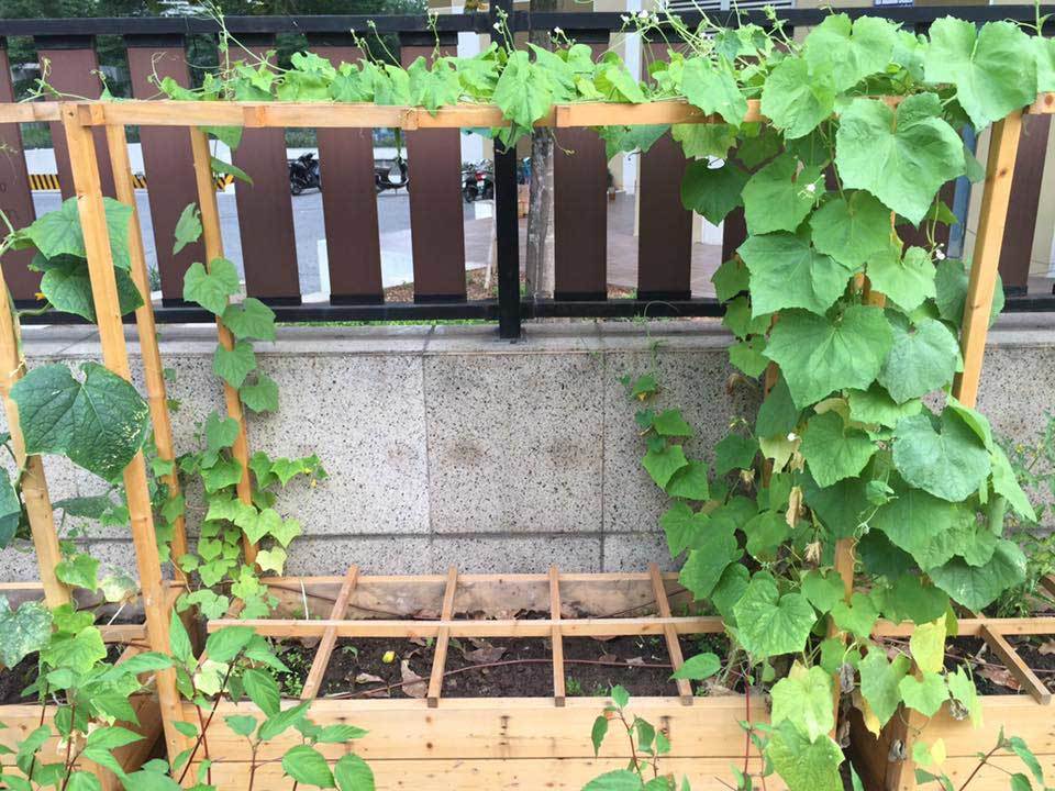 vườn rau sạch, trồng rau sạch, trồng rau trên sân thượng
